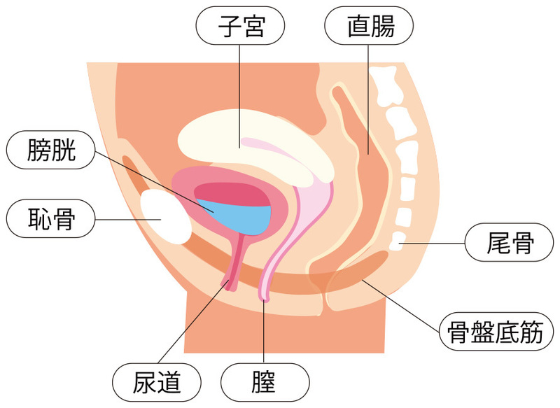 骨盤 底 筋 トレーニング