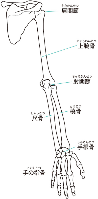 手首 骨 名前