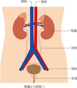 ３月第２木曜日は「世界腎臓デー」。日本では1,330万人の慢性腎臓病患者がいます